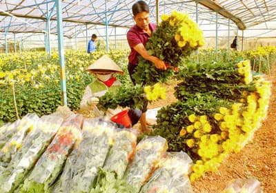 Đà Lạt: Công thu hoạch hoa Tết tăng đột biến