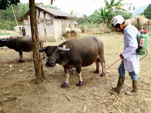 Chỉ đạo khẩn chống dịch lở mồm long móng