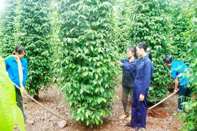 Trưởng thành nơi gian khó