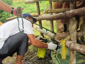 Quảng Trị tập trung khống chế dịch lở mồm long móng