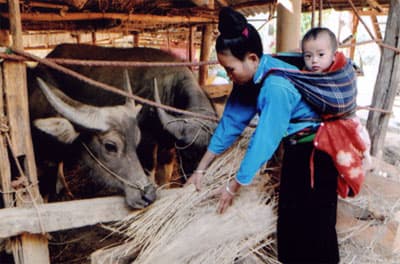 Nghị quyết “chống đói cho trâu, bò”