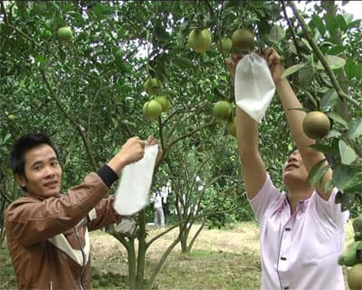 Những mô hình kinh tế thanh niên nông thôn