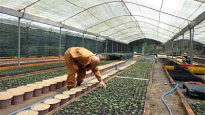 Chu toàn việc đạo, việc đời