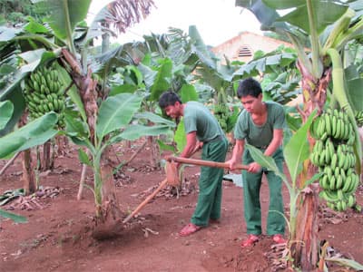 Cây xanh trên đất cằn