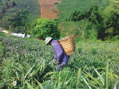 Cách tư duy mới của người Mông ở Điện Quan