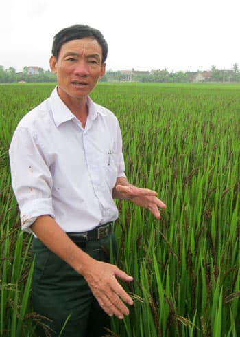 Ông Hòa và giống lúa VH1