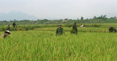 Có công bộ đội Sư đoàn 350…