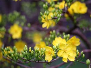 Cộng đồng người Việt Nam tại Ấn Độ đón Tết Giáp Ngọ