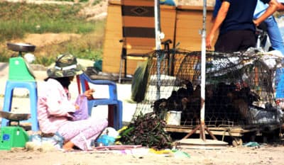 Cần Thơ: Nhiều điểm bán, giết mổ gia cầm chưa qua kiểm dịch