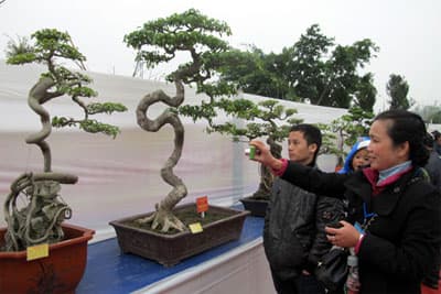 Khai mạc trưng bày nghệ thuật Bonsai tại Yên Tử