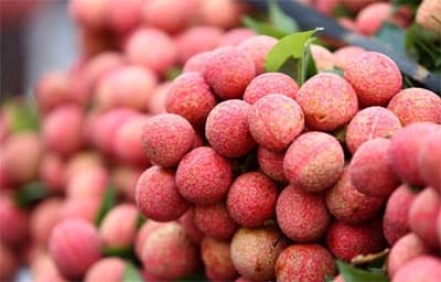 Xuất lô vải thiều đầu tiên sang Mỹ