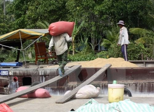 Giá gạo bắt đầu tăng trở lại ở khu vực ĐBSCL