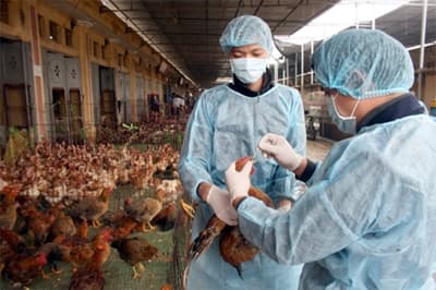 Chủ động tăng cường phòng chống cúm gia cầm lây sang người