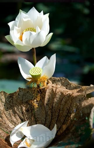 “Sen hồng sắc xuân - Đời Sen 19”