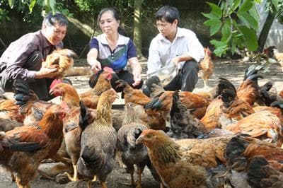 Tạm dừng tiêm vắc-xin phòng cúm gia cầm ở một số địa phương