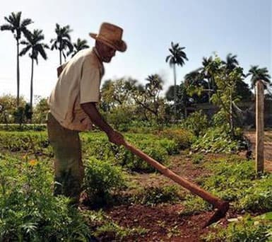 Cuba tiếp tục giao đất cho nông dân