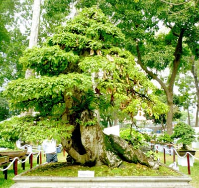 Gần 600.000 lượt người tham quan Hội Hoa xuân Quý Tỵ