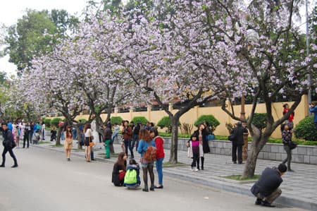 Nao nao sắc ban nở tím trời…