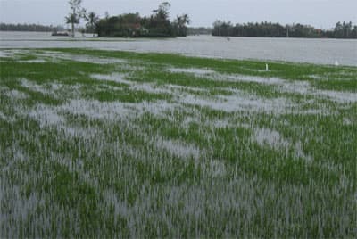 Hàng ngàn hécta lúa mới gieo sạ vụ hè thu bị ngập úng