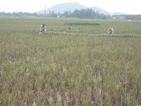 Nông dân lao đao vì giống lúa lép hạt