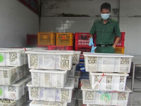 Bắt giữ 218.485 trứng gia cầm không rõ nguồn gốc