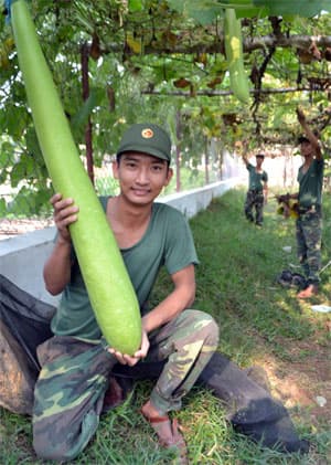 "5 vườn, 3 giàn" ở vùng biên giới Kiên Giang