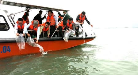 Cát Hải tổ chức lễ cầu ngư, thả con giống tái tạo nguồn thủy sản