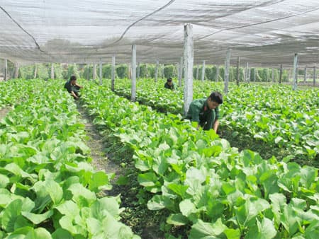 Sư đoàn 5 (Quân khu 7):  “Thực túc" trong mùa... cúm gia cầm