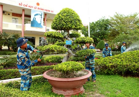 "Xanh hóa" vùng cát mặn