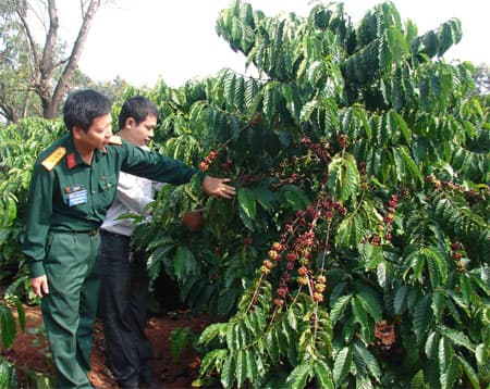 "Binh đoàn xanh" trên Tây Nguyên