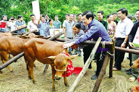 Bò giống và thế trận lòng dân nơi biên cương