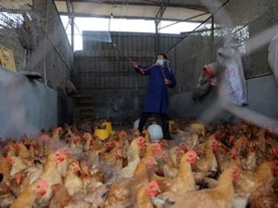 Lợn không phải vật chủ trung gian truyền virus H7N9