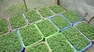 Bệnh nhân suy thận xoay sở kiếm sống