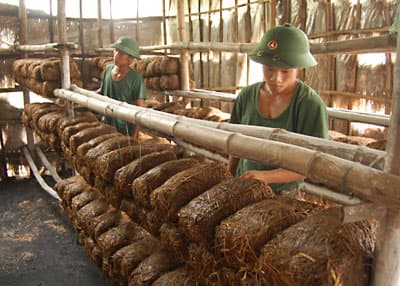 Thương hiệu "Nấm rơm D1"…