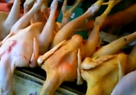 Chưa phát hiện gà thịt sẵn có phẩm màu độc hại tại Hà Nội