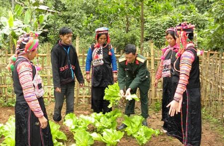 Rau cải của bộ đội