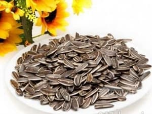 Chưa phát hiện chất gây teo não ở hạt hướng dương