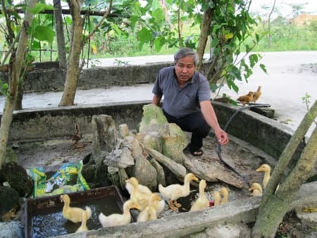 Thu nhập 300 triệu đồng/năm từ nuôi gà, vịt