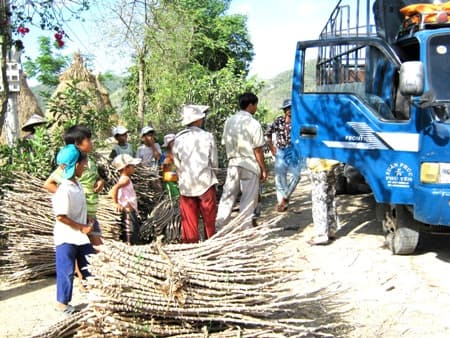 Người dân Phú Yên chặt cây sắn bán hom cho thương lái