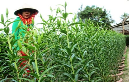 Thoát nghèo nhờ trồng hoa ly
