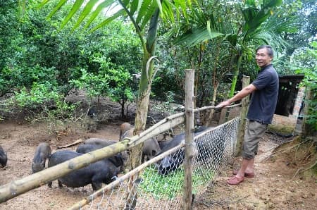 Người thương binh bỏ phố lên núi làm giàu