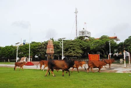 Bò lai sind ở Trường Sa