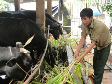 Anh chủ nhiệm nuôi bò sữa