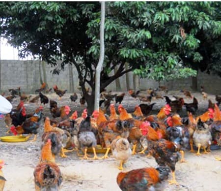 Phát triển thương hiệu cho gà an toàn sinh học