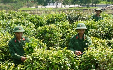Ấm trà xanh bộ đội ngày Tết