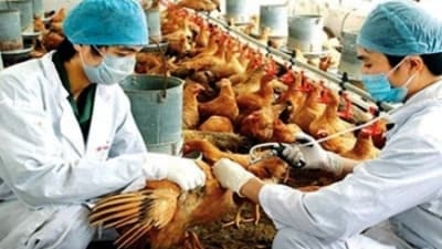 Bình Thuận công bố dịch cúm gia cầm A/H5N1