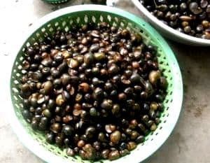 Hà Nội: Phát hiện ốc, trai, hến nhiễm asen vượt ngưỡng cho phép