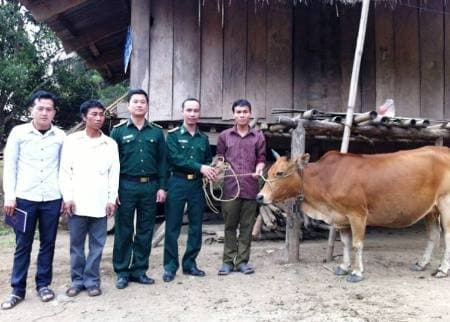 Đồn Biên phòng Mỹ Lý tặng bò cho hộ nghèo