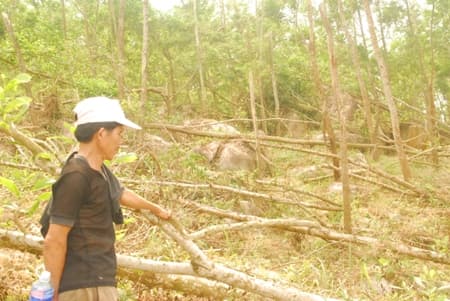 Vụ tranh chấp đất rừng ở huyện Quế Sơn (Quảng Nam): Sớm giải quyết dứt điểm