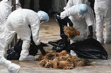 Chưa phát hiện chủng virus cúm biến đổi gen ở Việt Nam